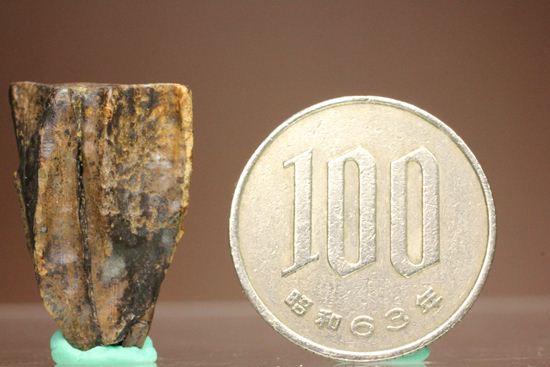 厚みのある、トリケラトプスの歯化石(Triceratops)(その8)