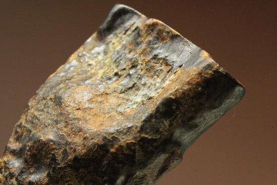 厚みのある、トリケラトプスの歯化石(Triceratops)(その9)