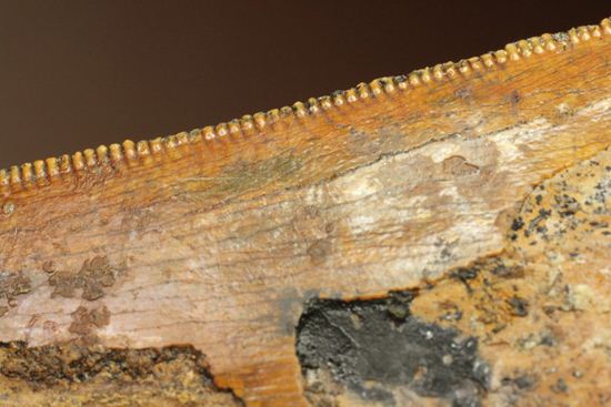 インナーカーブセレーションがギザギザの、カルカロドントサウルスの大きな歯化石（その10）