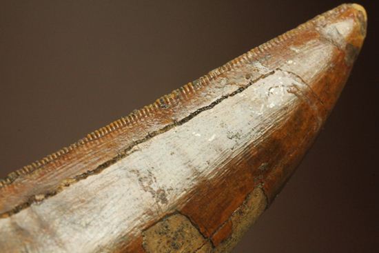 インナーカーブセレーションがギザギザの、カルカロドントサウルスの大きな歯化石(その18)