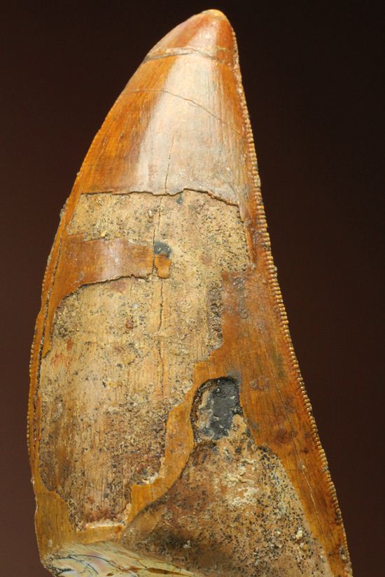 インナーカーブセレーションがギザギザの、カルカロドントサウルスの大きな歯化石（その2）
