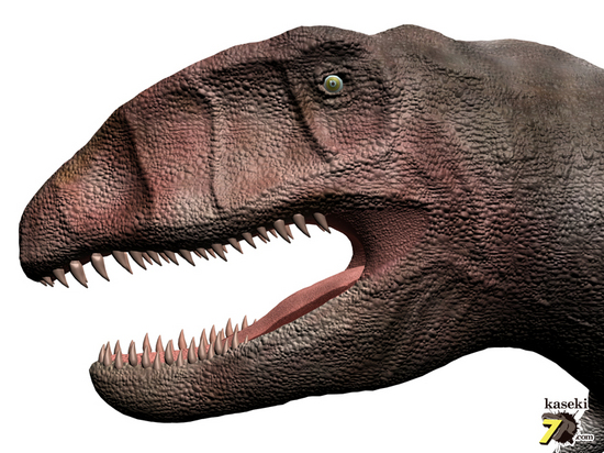 インナーカーブセレーションがギザギザの、カルカロドントサウルスの大きな歯化石（その4）