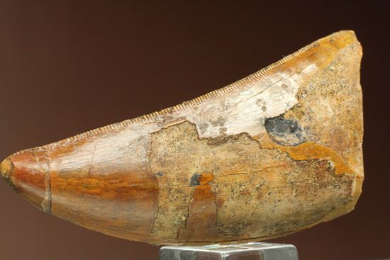 インナーカーブセレーションがギザギザの、カルカロドントサウルスの大きな歯化石（その6）