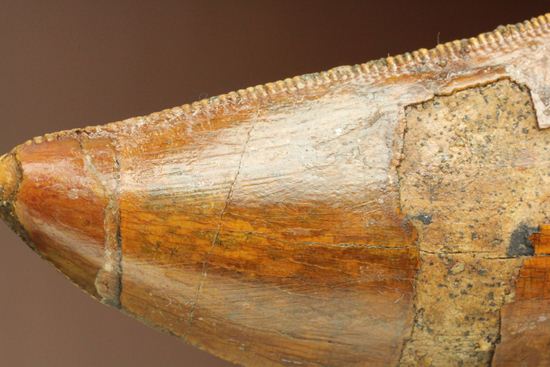 インナーカーブセレーションがギザギザの、カルカロドントサウルスの大きな歯化石(その7)