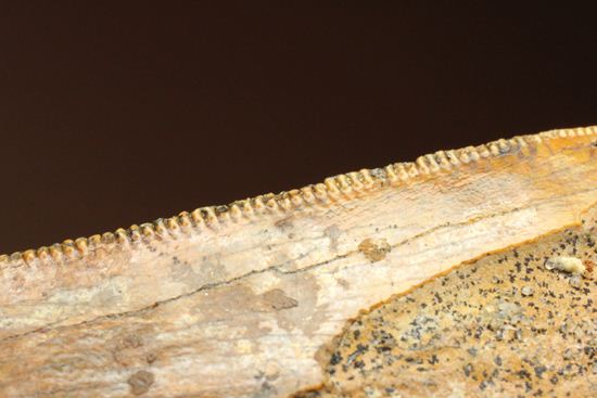 インナーカーブセレーションがギザギザの、カルカロドントサウルスの大きな歯化石（その8）