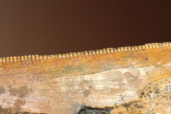 インナーカーブセレーションがギザギザの、カルカロドントサウルスの大きな歯化石（その9）