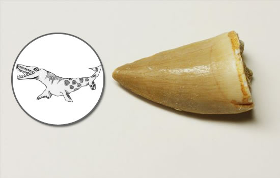 モササウルスの歯化石