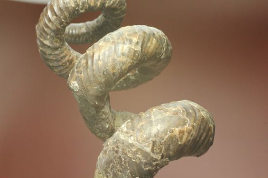 北海道アンモナイト 異常巻き希少種 異常巻きのアンモナイト、北海道で新種発見 新しい属か：朝日新聞