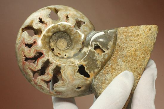 品のある、メノウ化したアンモナイト(母岩付き)(その17)