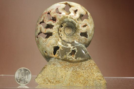 品のある、メノウ化したアンモナイト(母岩付き)(その19)