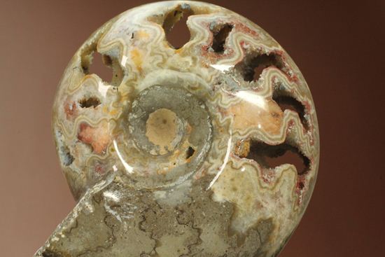 品のある、メノウ化したアンモナイト(母岩付き)(その3)