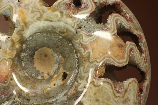品のある、メノウ化したアンモナイト(母岩付き)(その5)