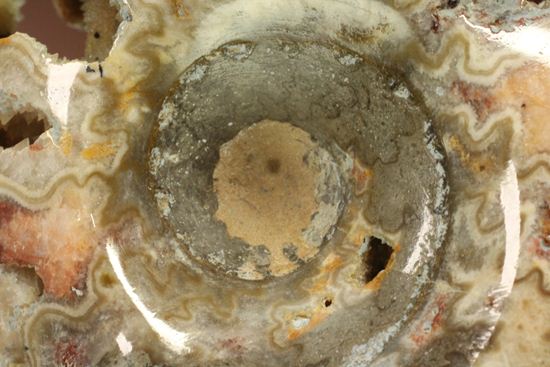 品のある、メノウ化したアンモナイト(母岩付き)(その6)