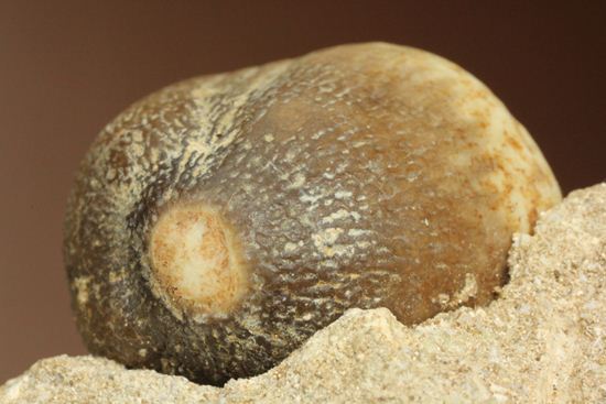 珍種！強烈個性派！モササウルスグロビデンス歯化石母岩付き(Globidens)（その1）