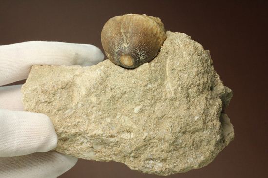 珍種！強烈個性派！モササウルスグロビデンス歯化石母岩付き(Globidens)（その11）