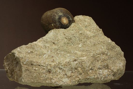 珍種！強烈個性派！モササウルスグロビデンス歯化石母岩付き(Globidens)（その13）