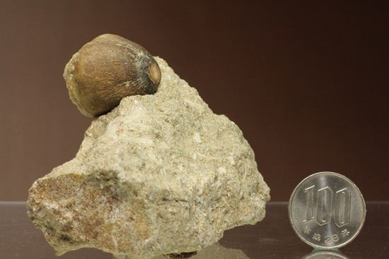 珍種！強烈個性派！モササウルスグロビデンス歯化石母岩付き(Globidens 