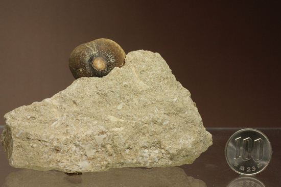珍種！強烈個性派！モササウルスグロビデンス歯化石母岩付き(Globidens)（その16）