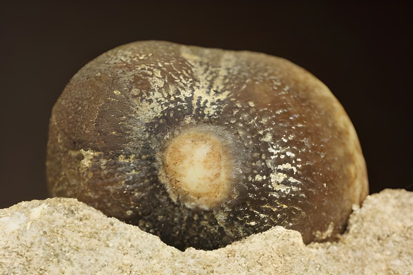 珍種！強烈個性派！モササウルスグロビデンス歯化石母岩付き(Globidens