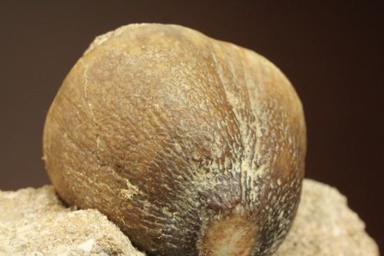 珍種！強烈個性派！モササウルスグロビデンス歯化石母岩付き(Globidens