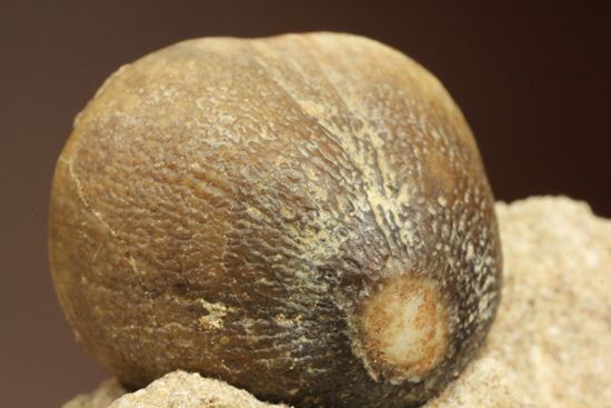 珍種！強烈個性派！モササウルスグロビデンス歯化石母岩付き(Globidens 