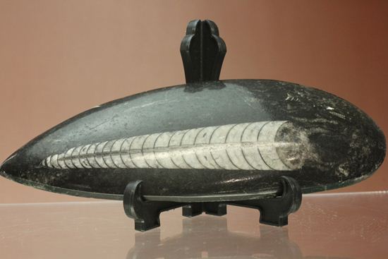 「直角石」とよばれるオウムガイの仲間、オルソセラス化石(その11)