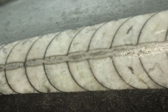 「直角石」とよばれるオウムガイの仲間、オルソセラス化石(その4)