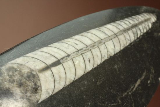 「直角石」とよばれるオウムガイの仲間、オルソセラス化石（その8）