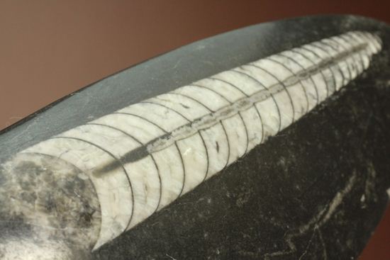 「直角石」とよばれるオウムガイの仲間、オルソセラス化石(その8)