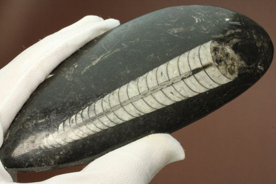 「直角石」とよばれるオウムガイの仲間、オルソセラス化石(その9)