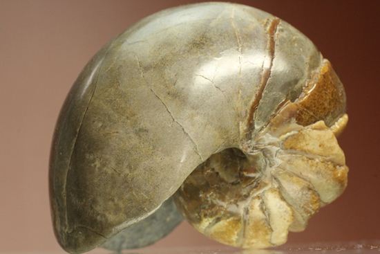 管が丸見え!生きた化石、頭足類オウムガイ化石(その1)