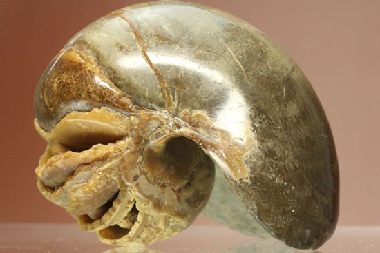 管が丸見え!生きた化石、頭足類オウムガイ化石(その10)