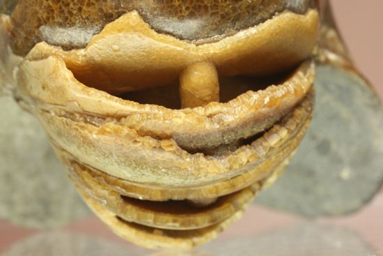 管が丸見え!生きた化石、頭足類オウムガイ化石(その12)