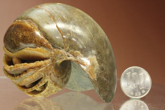 管が丸見え!生きた化石、頭足類オウムガイ化石(その14)