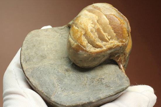 管が丸見え!生きた化石、頭足類オウムガイ化石(その2)