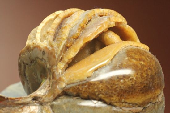 管が丸見え！生きた化石、頭足類オウムガイ化石（その3）