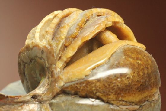 管が丸見え!生きた化石、頭足類オウムガイ化石(その3)