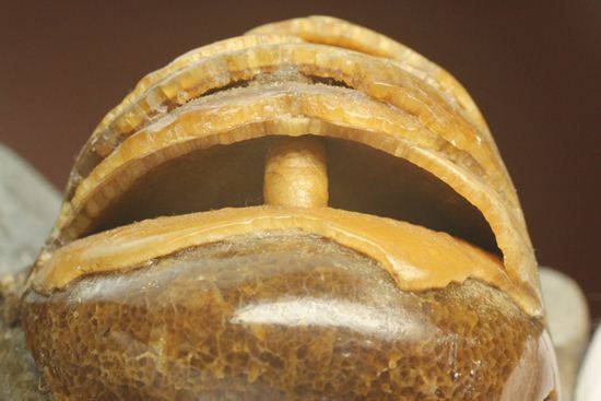 管が丸見え!生きた化石、頭足類オウムガイ化石(その4)