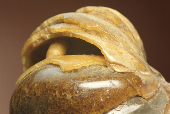 管が丸見え!生きた化石、頭足類オウムガイ化石(その5)
