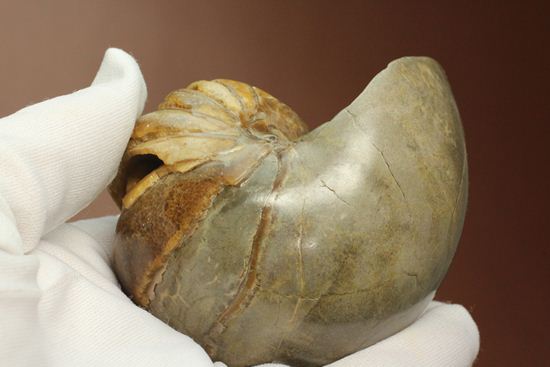 管が丸見え!生きた化石、頭足類オウムガイ化石(その6)
