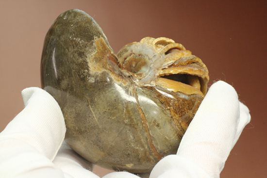 管が丸見え!生きた化石、頭足類オウムガイ化石(その7)