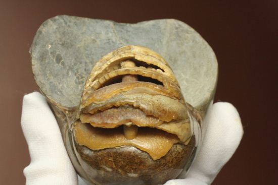 管が丸見え!生きた化石、頭足類オウムガイ化石(その8)