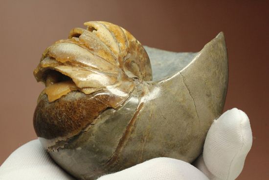 管が丸見え！生きた化石、頭足類オウムガイ化石 アンモナイト 販売