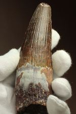 肉食最大恐竜スピノサウルスの10cm越え歯化石(Spinosaurus)