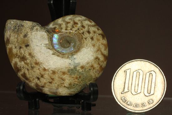 縫合線とオパール化が同時に見られる!マダガスカル産アンモナイト(その12)