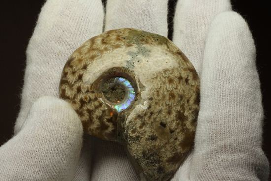縫合線とオパール化が同時に見られる！マダガスカル産