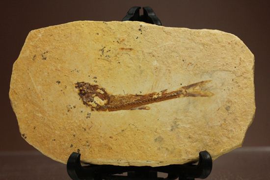 5000万年前の魚化石（その1）