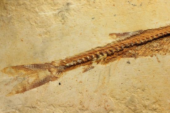 5000万年前の魚化石（その10）