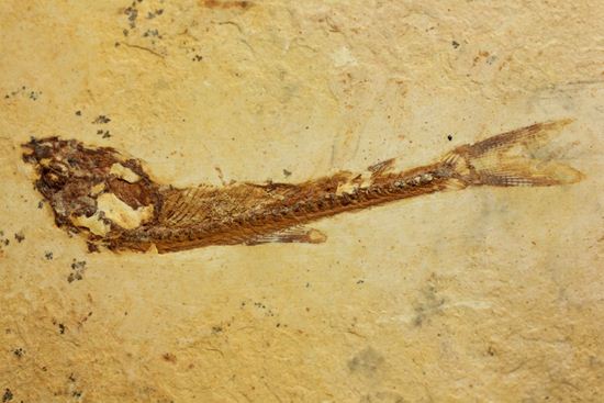 5000万年前の魚化石（その2）