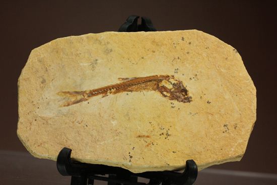 5000万年前の魚化石（その3）